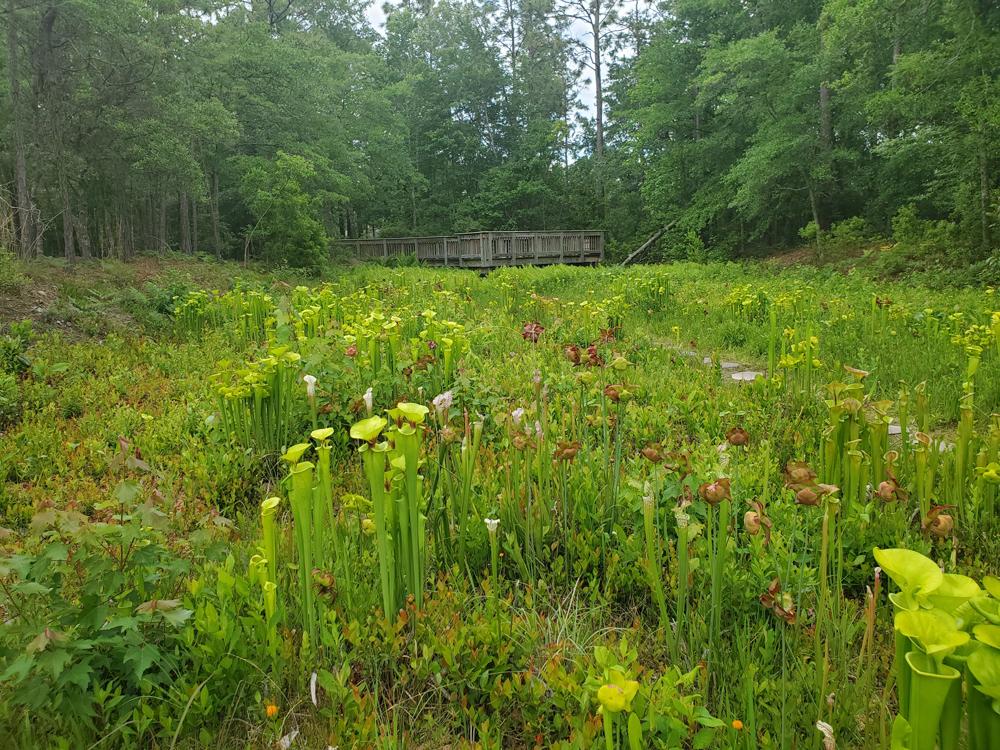 Photo: Field of carnivorous plants at Stanley Rehder