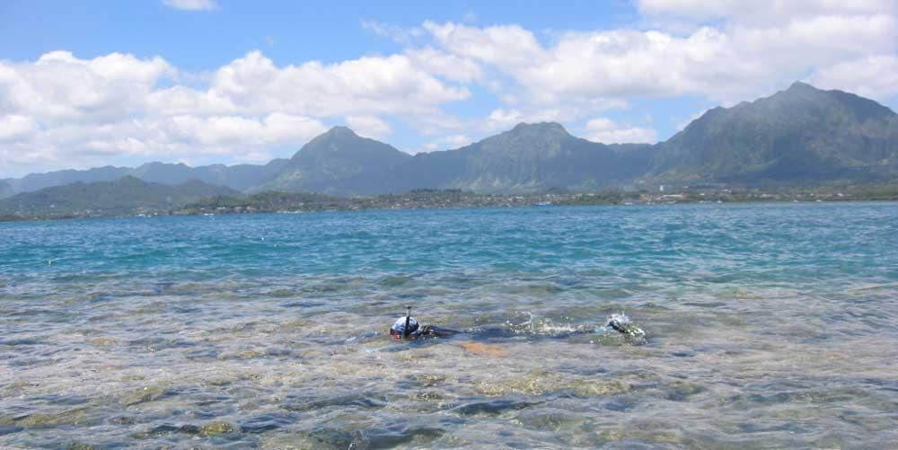 Koehl on the reef